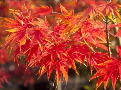 Javor dlaňovitolistý 'Nicholsonii'