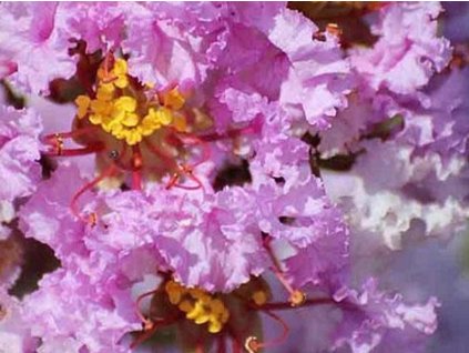Lagerstroemia- Myrta krepová 'Shell Pink'