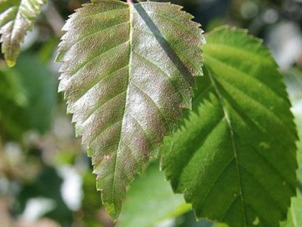 Breza himalájska Jacquemontii