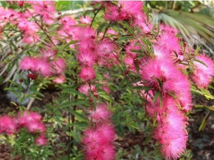 Kaliandra suriamská 'Dixie Pink'