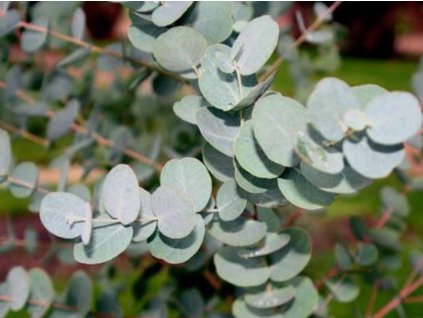 Eukalyptus cinerea 'Silver Dollar'