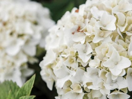 Hortenzia kalinolistá 'Endless Summer' White