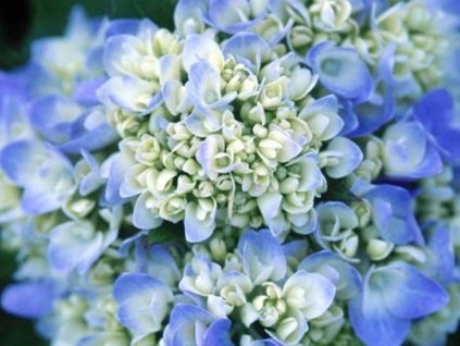 Hortenzia kalinolistá 'Endless Summer' Blue