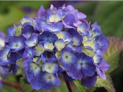 Hortenzia kalinolistá 'Endless Summer Bloomstar' Blue