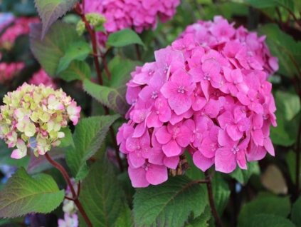 Hortenzia kalinolistá 'Endless Summer Bloomstar' Pink