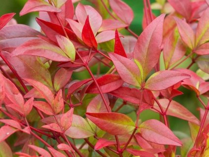 Nandina domáca 'Gulfstream'