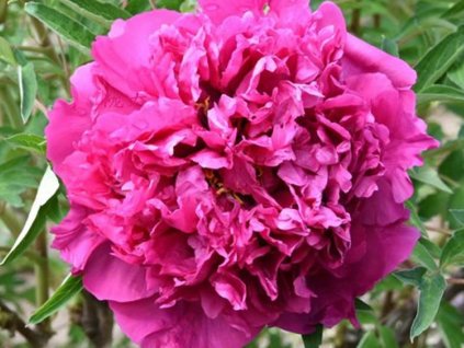 Pivonka drevitá 'He Pink Hong Xiu Qui'
