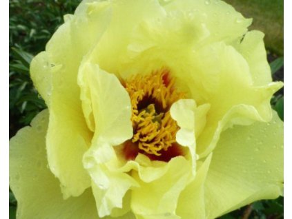 Pivonka drevitá 'Mine d'Or'