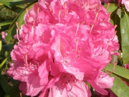 Rododendrón 'Catharine van Tol'