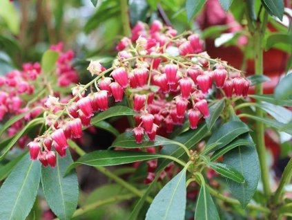Pieris japonský 'Valley Valentine'