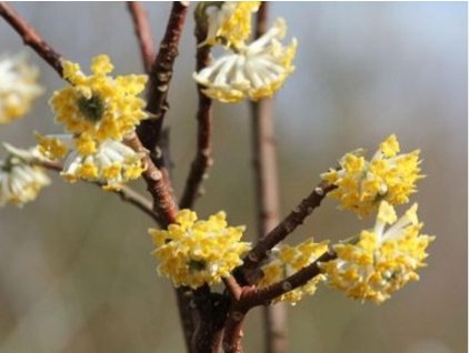 Edgevortia 'Winter Liebe'