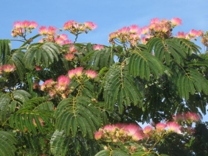 Albízia ružová 'Rouge de Tuiliére'