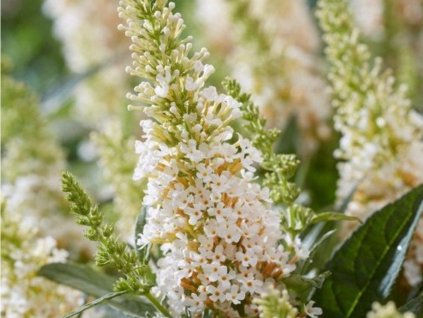 Budleja dávidova Butterfly Candy 'Little White'