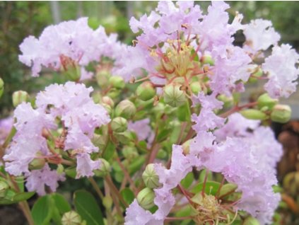 Lagerstroemia- Myrta krepová 'La Fayette'