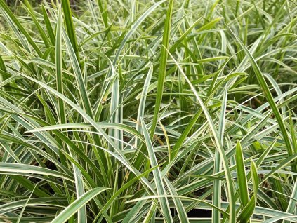 Ostrica japonská 'Ice Dance' - Carex morrowii 'Ice Dance'