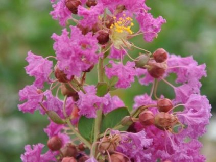 Lagerstroemia- Myrta krepová 'Benoit'