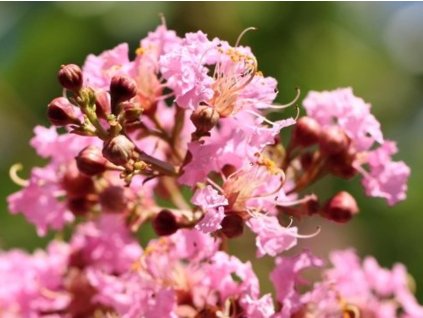 Lagerstroemia- Myrta krepová 'Hopi'