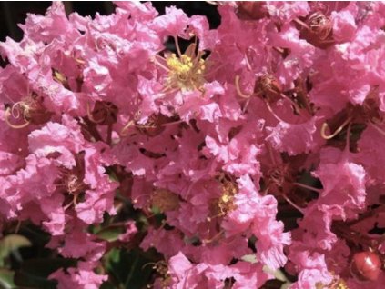 Lagerstroemia- Myrta krepová 'Sioux'