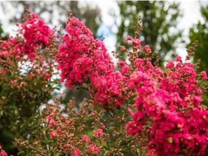 Lagerstroemia- Myrta krepová 'Tuscarora'
