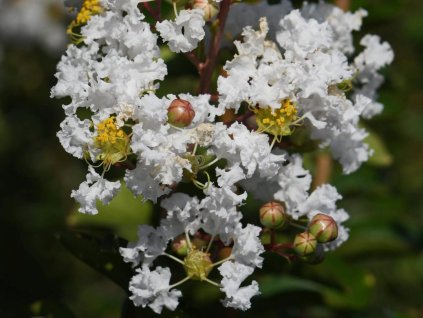 Lagerstroemia- Myrta krepová 'Bianco Grassi'