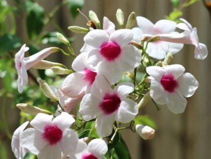 Pandora jazminovitá