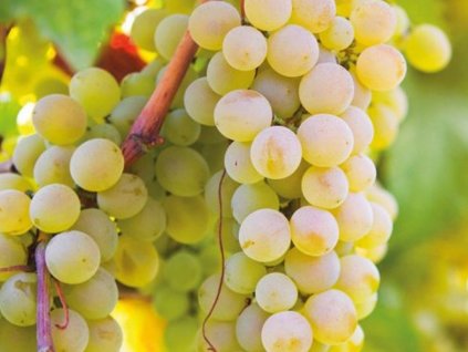Vinič  'Picurka'