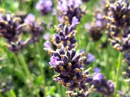Levanduľa úzkolistá 'Aromatico Blue' - Lavandula angustifolia 'Aromatico Blue'