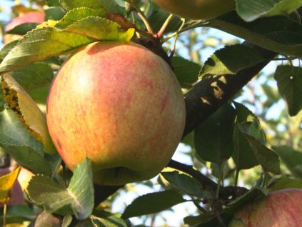 Jabloň 'Kidd's Orange'