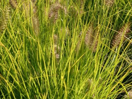 Perovec psiarkovitý 'Gelbstiel' - Pennisetum alopecuroides 'Gelbstiel'