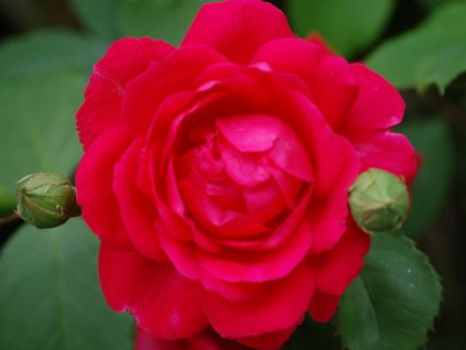 Ruža 'Paul's Scarlet'