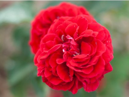 Ruža 'Mushimara' (Balenie speciální balení)