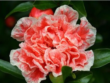 Granátové jablko 'Legrelleae'