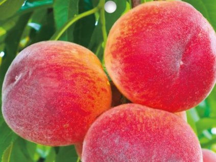 Broskyňa 'Majorita'