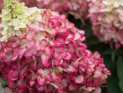 Hortenzia metlinatá Living 'Colourful Cocktail'®