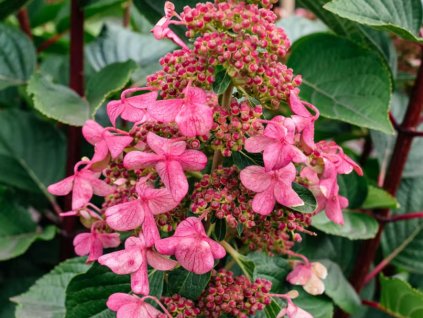 Hortenzia metlinatá Living 'Infinity'® 'LCNO9'