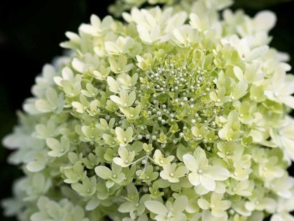 Hortenzia metlinatá LIVING ROYAL FLOWER 'LCNO6'