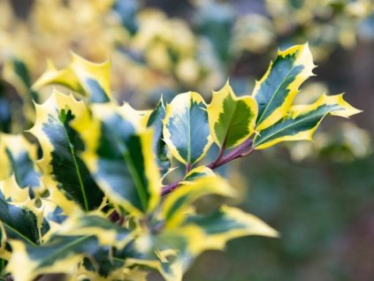 Cezmína ostrolistá 'Madame Briot'
