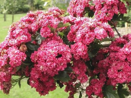 Hloh obyčajný  'Pink Corkscrew'