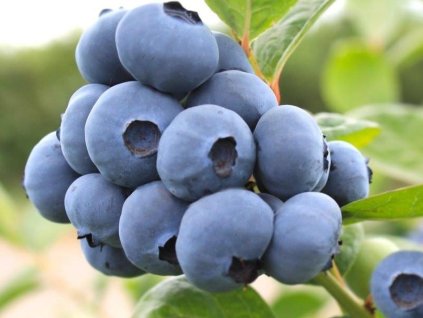 Kanadská čučoriedka 'Megas Blue'