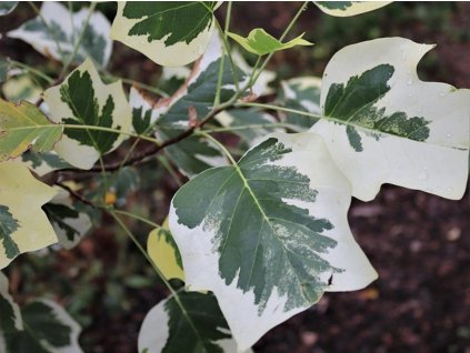 Ľaliovník tulipánokvetý 'Snowbird'