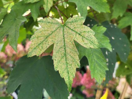 Acer pseudoplatanus Miss Ruby (2)