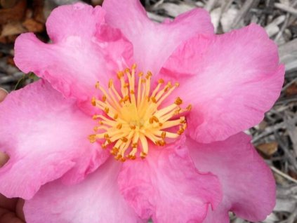 Kamélia sasanková 'Plantation Pink'