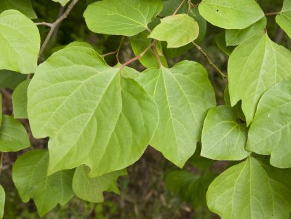 Lindera tupolaločná
