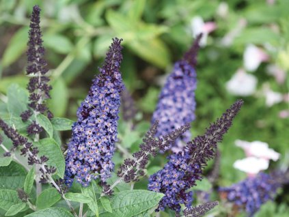 Budleja dávidova 'Rocketstar Indigo'