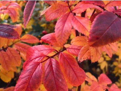 Ruža vráskavá 'Jam-A-Licious'