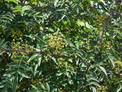 Žlutodřev peprný, sečuánský pepř