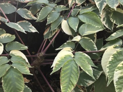 Aralka vysoká 'Variegata'