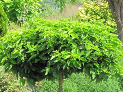 Moruša biela 'Nana'