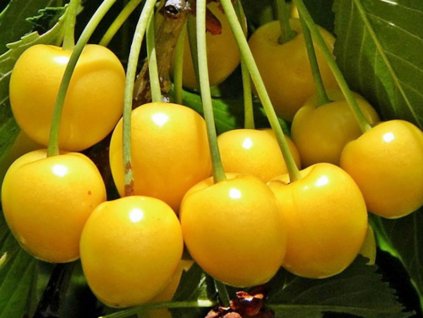 Čerešňa 'Droganova'