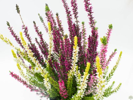 Vres obyčajný 'High Five'